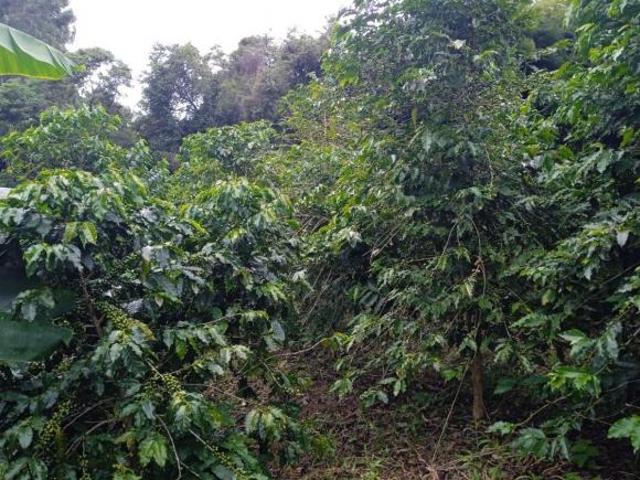 Sítio e chácara venda em Região Geográfica Imediata de Lavras, Nepomuceno