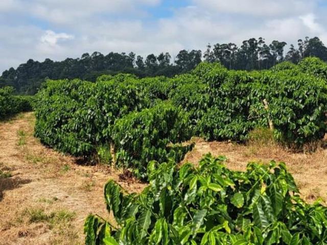 Sítio e chácara venda em Região Geográfica Imediata de Três Pontas - Boa Esperança, Santana da Vargem
