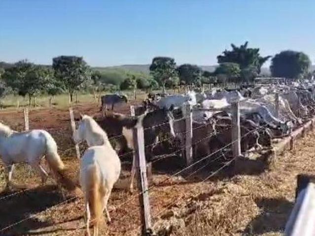 Sítio e chácara venda em Região Geográfica Imediata de Curvelo, Três Marias