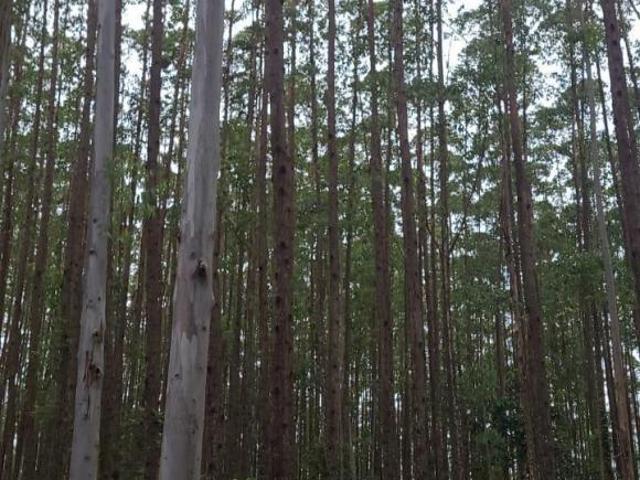 Sítio e chácara venda em Região Imediata de Guaratinguetá, Região Metropolitana do Vale do Paraíba e Litoral Norte
