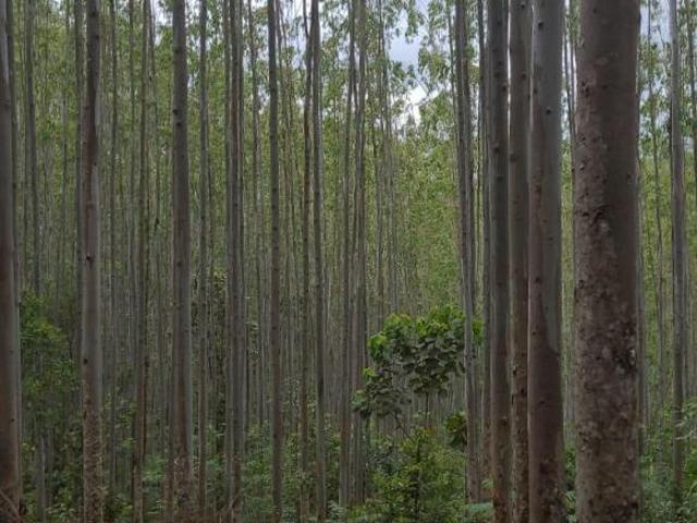 Sítio e chácara venda em Região Imediata de Guaratinguetá, Região Metropolitana do Vale do Paraíba e Litoral Norte