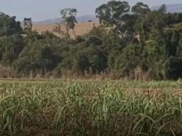 Sítio e chácara venda em Região Imediata de São João da Boa Vista, São João da Boa Vista