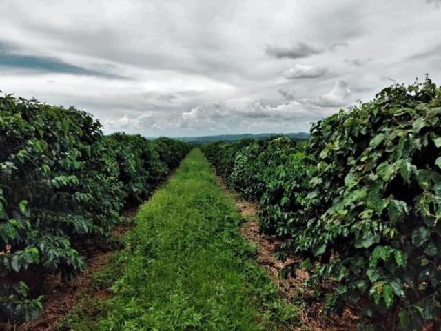Sítio e chácara venda em Região Geográfica Imediata de Formiga, Pimenta