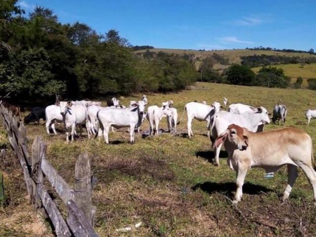Sítio e chácara venda em Região Geográfica Imediata de Campo Belo, Campo Belo