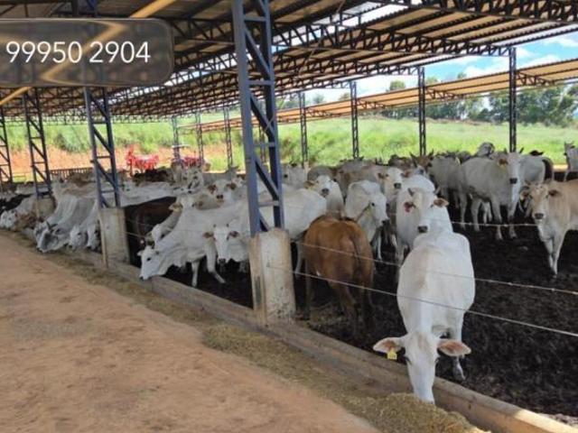 Sítio e chácara venda em Região Geográfica Imediata de Varginha, São Gonçalo do Sapucaí