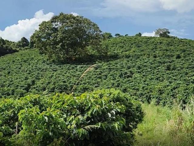 Sítio e chácara venda em Região Geográfica Imediata de Varginha, São Gonçalo do Sapucaí