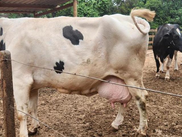 Sítio e chácara venda em Região Geográfica Imediata de Pouso Alegre, Turvolândia