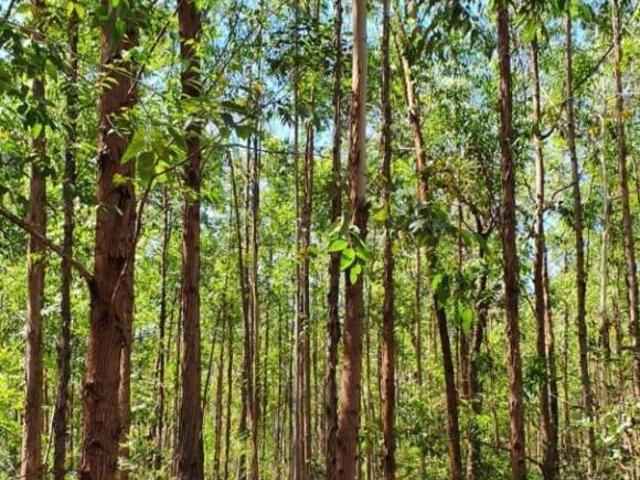 Sítio e chácara venda em Região Geográfica Imediata de Pirapora, Lassance