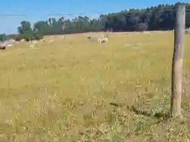 Sítio e chácara venda em Região Geográfica Imediata de Campo Belo, Aguanil