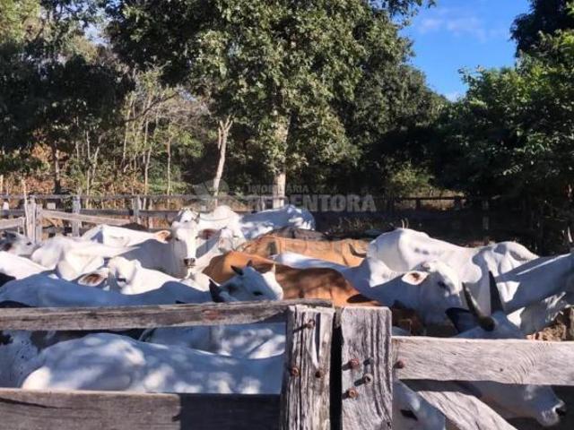 Sítio e chácara venda em Região Geográfica Imediata de Unaí, Urucuia