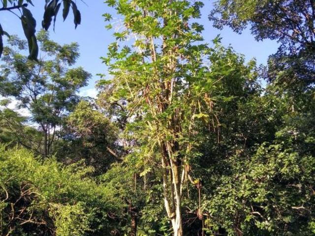 Sítio e chácara venda em Região Geográfica Imediata do Distrito Federal, Região Integrada de Desenvolvimento do Distrito Federal e Entorno