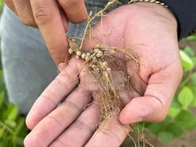Fazenda venda em Região Geográfica Imediata de Araguaína, Araguaína