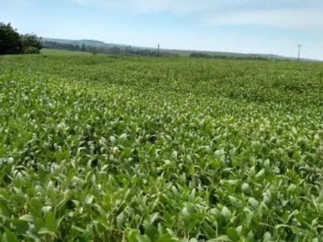 Fazenda venda em Região Geográfica Imediata de Toledo, Assis Chateaubriand