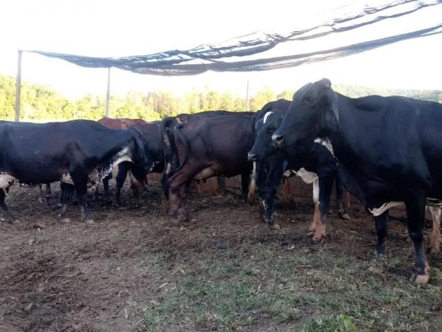 Fazenda venda em Região Geográfica Imediata de Ipatinga, Dionísio