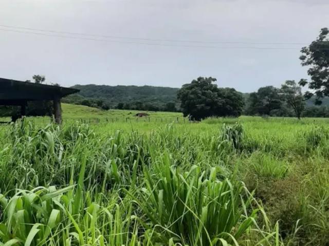 Fazenda venda em Região Geográfica Imediata de Iporá, Montes Claros de Goiás