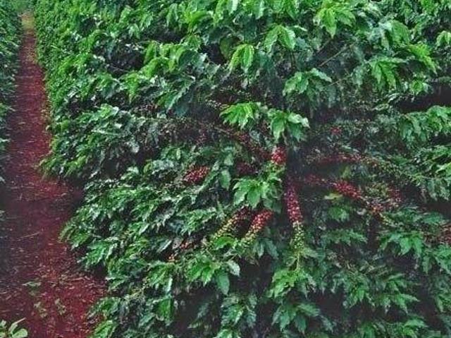 Sítio e chácara venda em Vila Dalva, São Sebastião do Paraíso