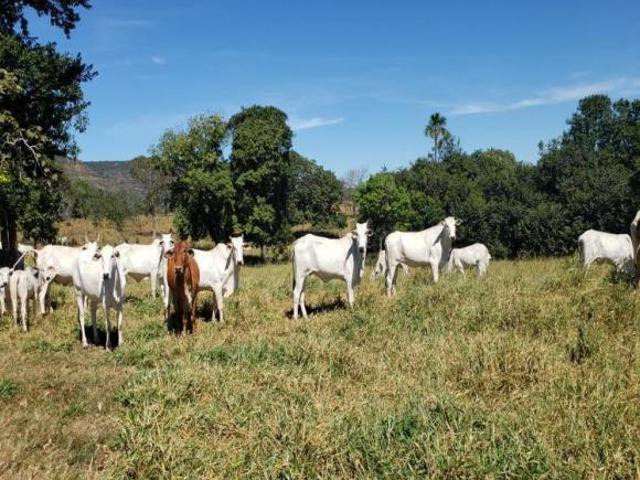 Sítio e chácara venda em Região Geográfica Imediata de Jataí-Mineiros, Caiapônia