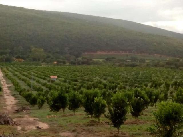 Fazenda venda em Região Geográfica Imediata de Seabra, Iraquara