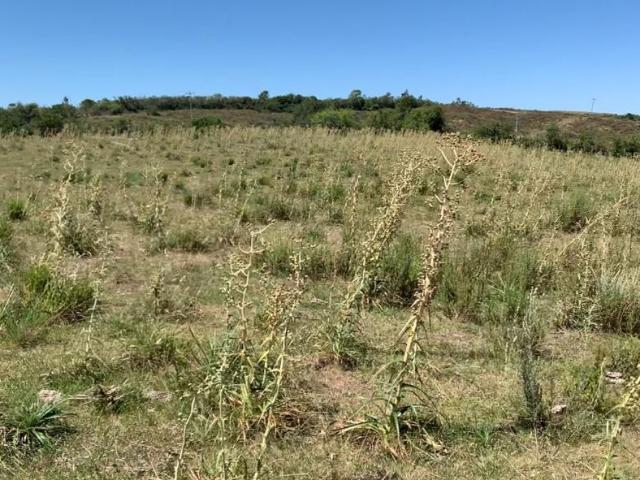 Fazenda venda em Região Geográfica Imediata de Bagé, Pinheiro Machado