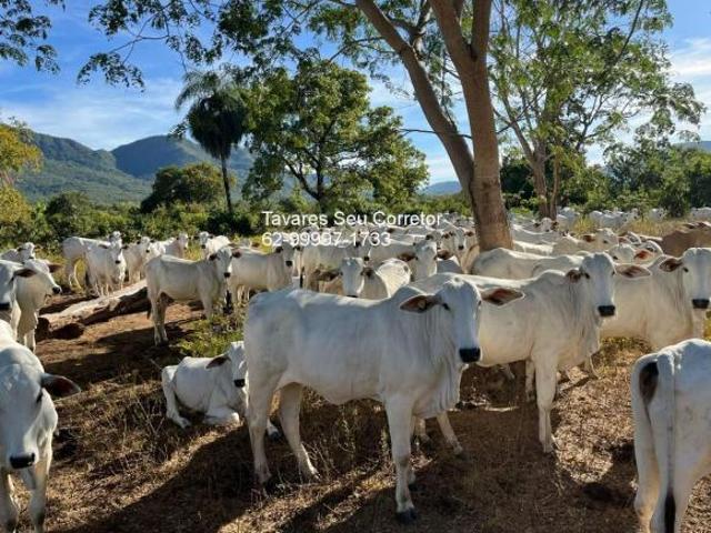 Sítio e chácara venda em Região Geográfica Imediata de Posse-Campos Belos, Monte Alegre de Goiás
