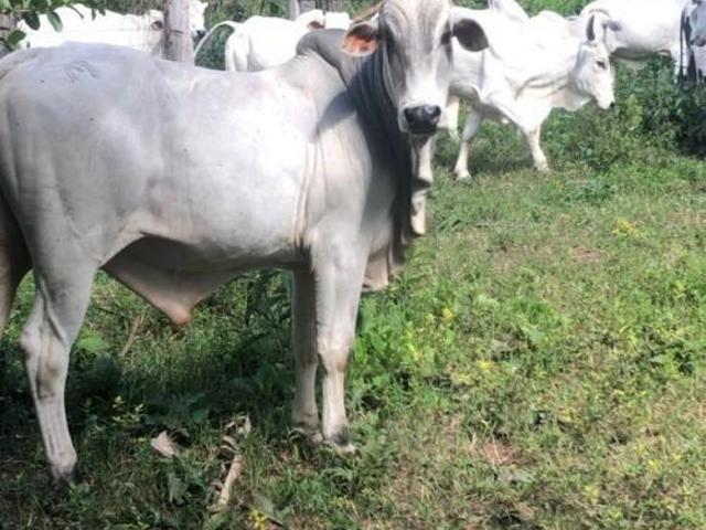 Sítio e chácara venda em Região Geográfica Imediata de Flores de Goiás, São João d'Aliança
