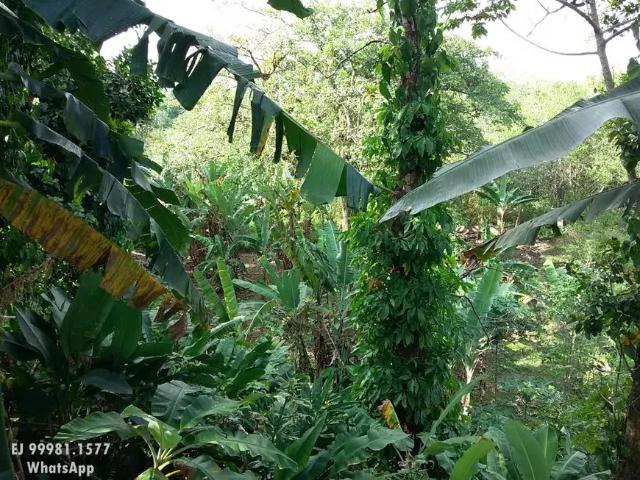 Fazenda venda em Região Geográfica Imediata do Recife, Região Metropolitana do Recife
