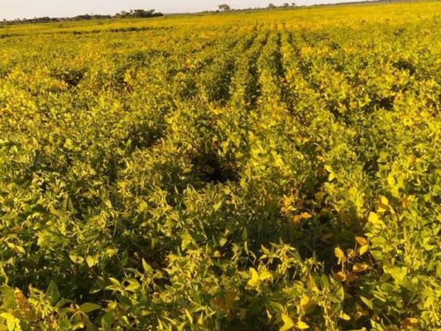 Sítio e chácara venda em Bataiporã, Mato Grosso do Sul
