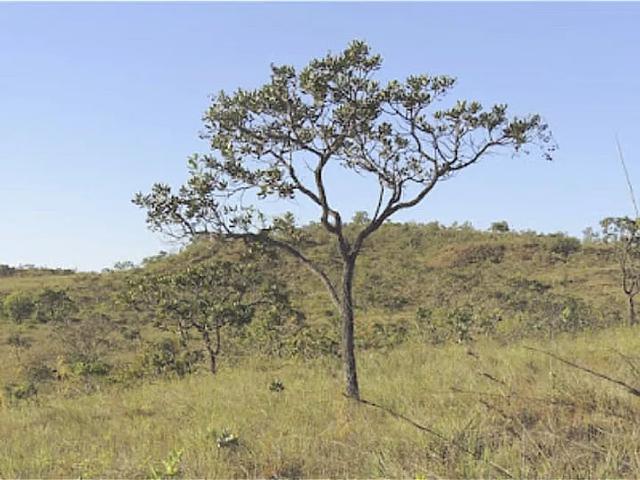 Fazenda venda em Região Geográfica Imediata de Patos de Minas, Tiros