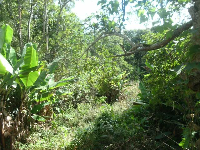 Fazenda venda em Região Geográfica Imediata de Nova Friburgo, Nova Friburgo
