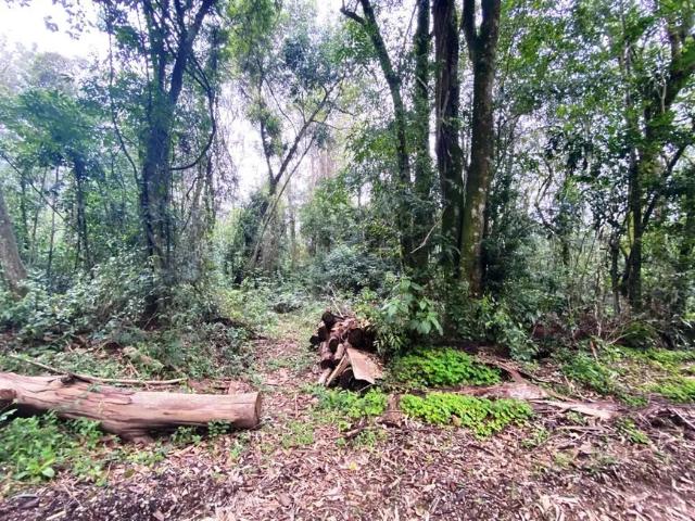 Fazenda venda em Região Geográfica Imediata de Caxias do Sul, Nova Petrópolis