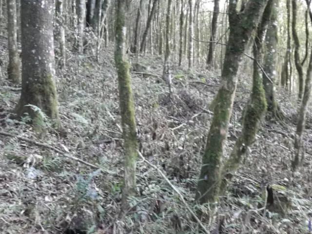 Fazenda venda em Caxias do Sul
