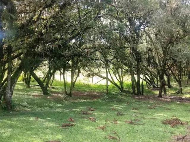 Sítio e chácara venda em Região Geográfica Imediata de Curitiba, Região Metropolitana de Curitiba