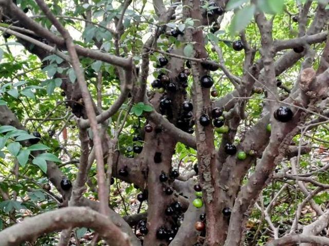 Sítio e chácara venda em Região Geográfica Imediata de Flores de Goiás, Alto Paraíso de Goiás