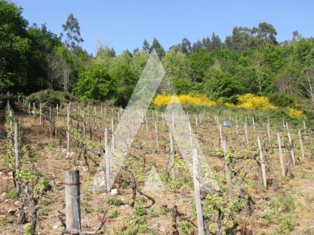Terreno venda em Resende, Viseu