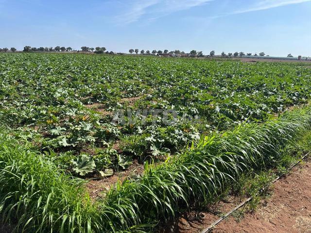 Propriété vente à El Ma, Gharb-Chrarda-Beni Hssen