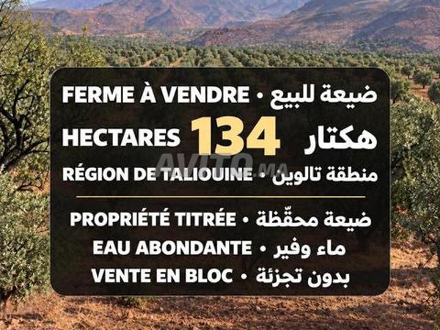 Propriété vente à Taliouine, Oued ed Dahab-Lagouira