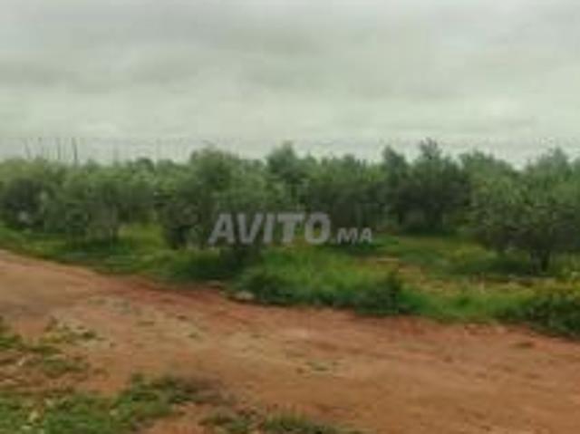 Propriété vente à Chichaoua, L'Oriental