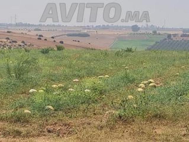 Propriété vente à Sidi Allal El Bahraoui