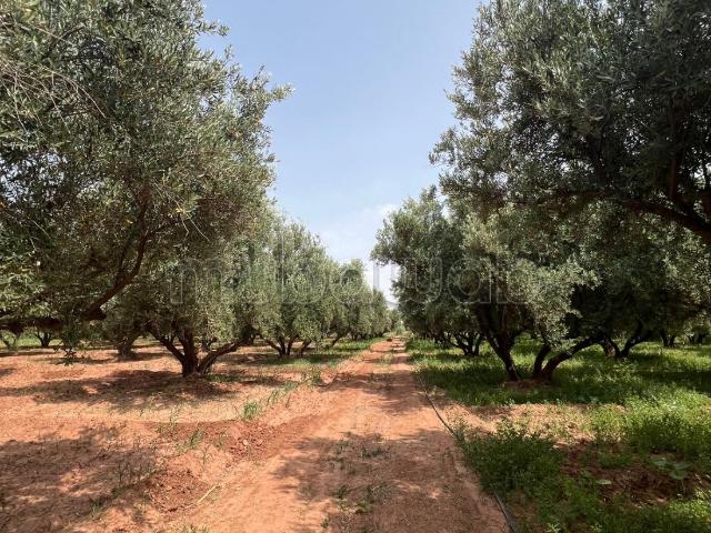 Ferme vente à Marrakech, L'Oriental