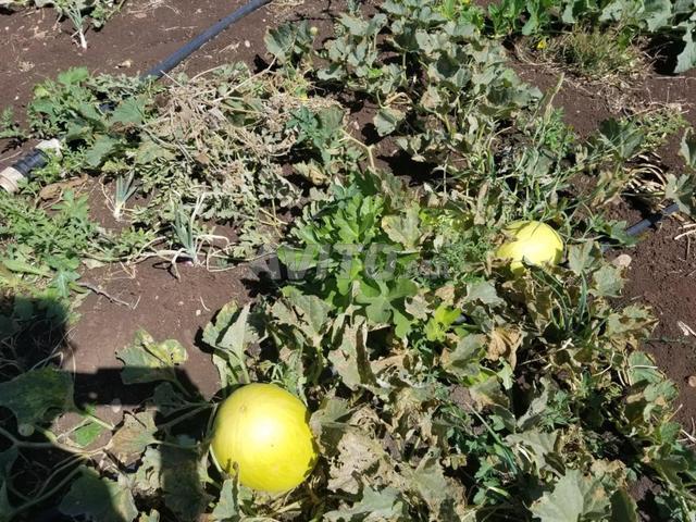 Propriété vente à Settat, Gharb-Chrarda-Beni Hssen