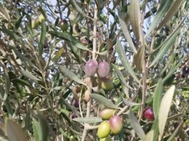 Propriété vente à Settat, Gharb-Chrarda-Beni Hssen