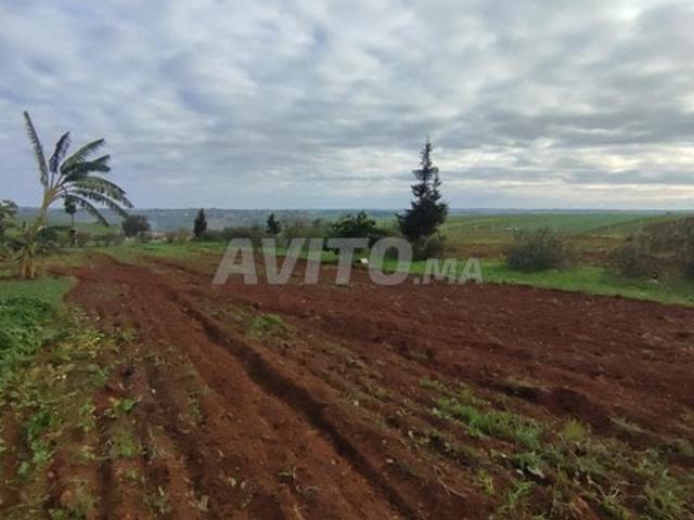 Propriété vente à Sidi Hajjaj, Gharb-Chrarda-Beni Hssen