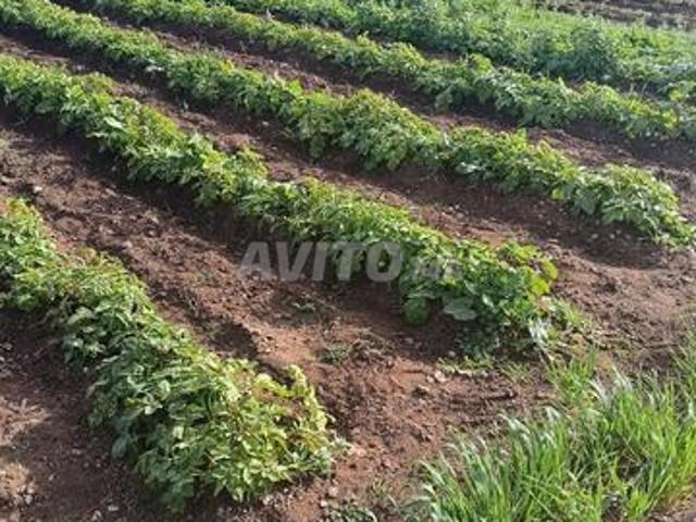 Propriété vente à El Ma, Gharb-Chrarda-Beni Hssen