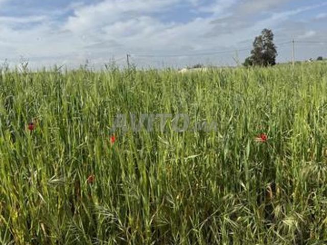Propriété vente à El Ma, Gharb-Chrarda-Beni Hssen