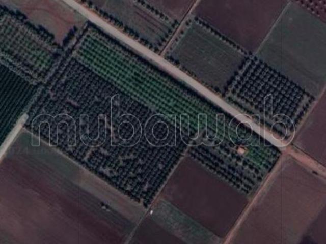 Ferme vente à Mellal