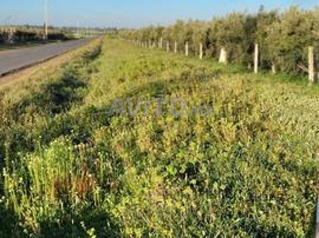 Propriété vente à Témara
