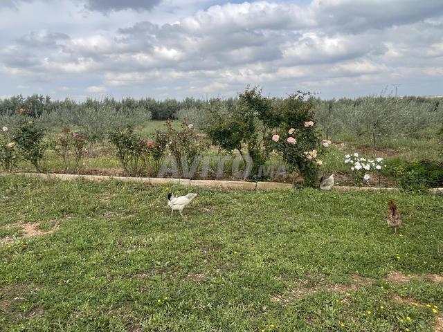Propriété vente à Meknès