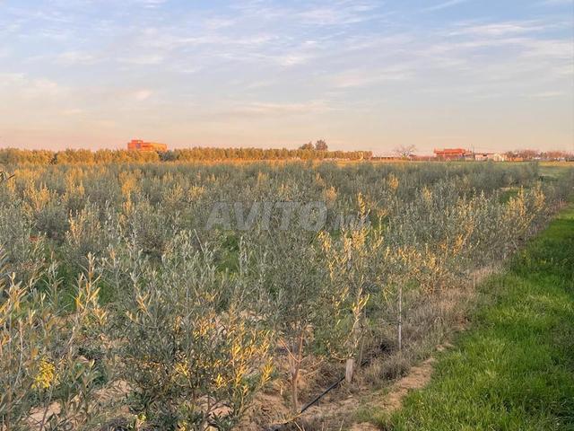 Propriété vente à Meknès