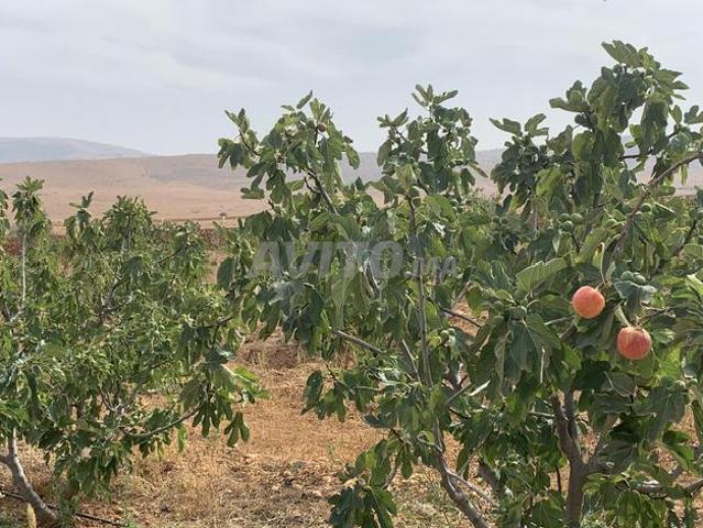 Propriété vente à Ben Slimane