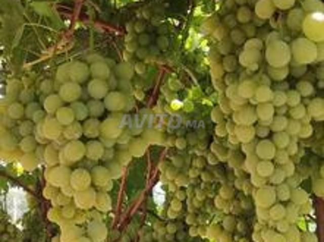 Propriété vente à Meknès